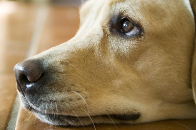 God butik med hundemad
